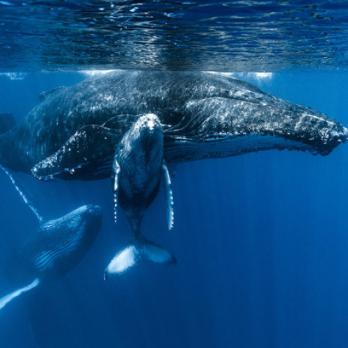 Balenele cu cocoașă se apropie tot mai mult de Manhattan, în pericol din cauza traficului naval intens