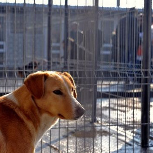 Adăpostul pentru câinii fără stăpân din Brașov va fi mutat la Lunca Câlnicului