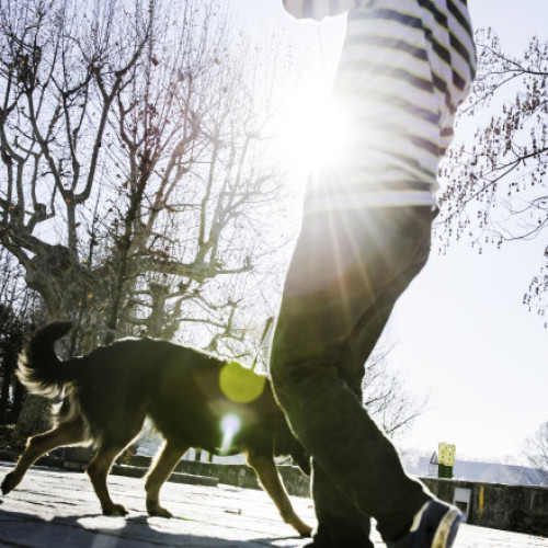 Bolzano introduce taxă turistică pentru câinii turiștilor începând din 2026