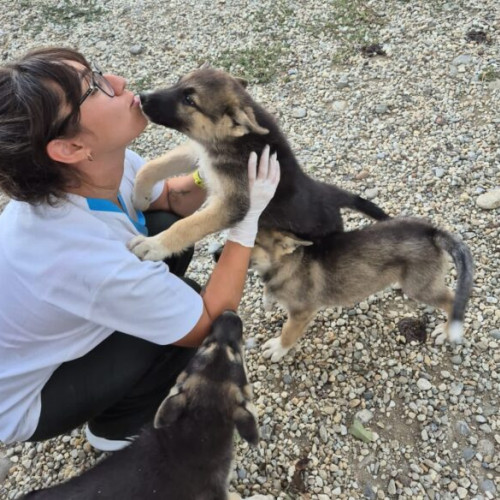 Campanie gratuită de castrare și microcipare pentru animale în Pantelimon