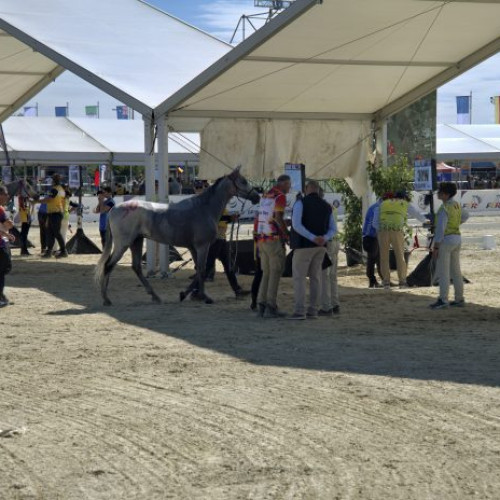 Campionatul mondial de anduranță ecvestră, găzduit la Buftea cu standarde internaționale