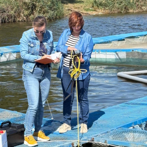 Succes remarcabil în creșterea genetică a crapului în viviere pe lacul Făcău