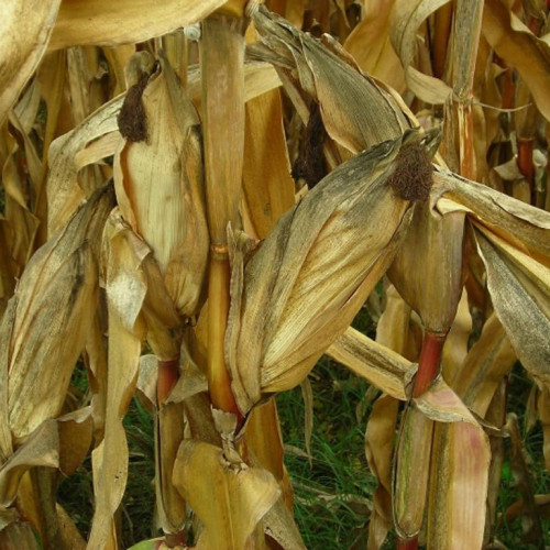 Furturile de pe câmpurile din Gorj afectează munca gospodarilor la recoltă