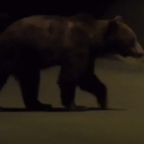 Urs observat în zona ”La Baltă” din Aiud, intervenție de urgență a jandarmilor