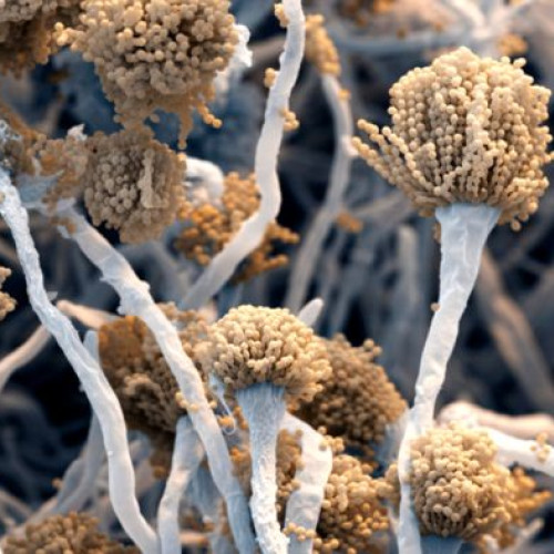 Virusul „păpuşa rusească” crește rezistența fungului Aspergillus fumigatus la tratament