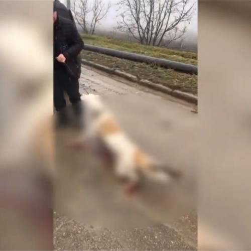 Bărbat din Botoșani condamnat la închisoare pentru uciderea câinelui