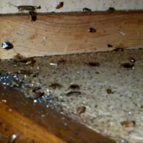 Locatarii de pe strada Teleorman cer intervenție urgentă din cauza infestării cu gândaci