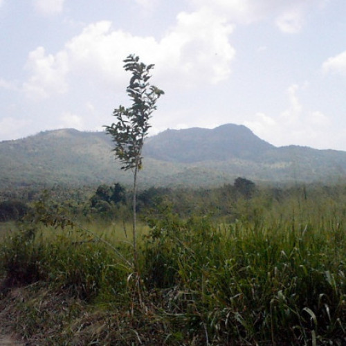 Șapte călugări budiști au murit într-un accident de funicular în Sri Lanka
