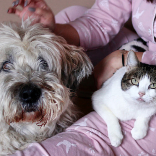 57,1% dintre români au animale de companie, câinii sunt cei mai populari