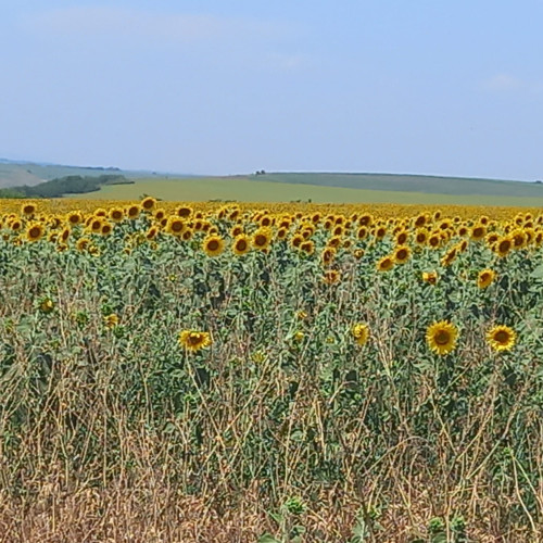 Botoșănean prins la recoltat floarea soarelui pe un teren disputat în Suceava