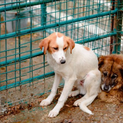 În 20 de ani, peste un milion de câini fără stăpân au murit în adăposturi în România