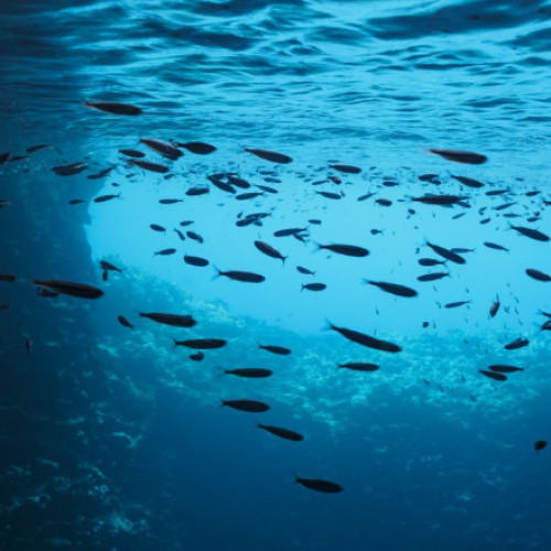 Aciditatea oceanelor a depăşit pragul pentru ecosisteme durabile, anunţă cercetătorii