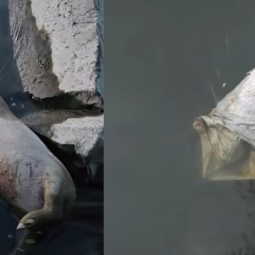 Două cadavre de porci descoperite abandonate în râul Someș, la Mogoșești