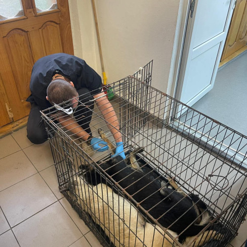 Intervenție la Târgu Jiu după otrăvirea unor câini pe domeniul public