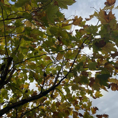 Temperaturi scăzute și ploi anunțate în octombrie la nivel național