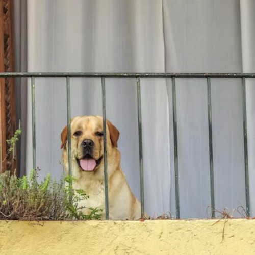 Locatarii unui bloc din Cluj-Napoca, deranjați de zgomotul unui labrador lăsat pe balcon