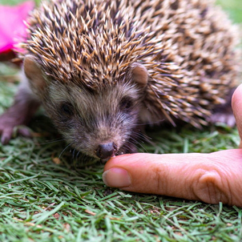 Femeie mușcată de arici la Buzău a primit tratament de urgență
