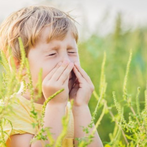 Alergia la ambrozie afectează mii de persoane în lunile de sfârșit de vară