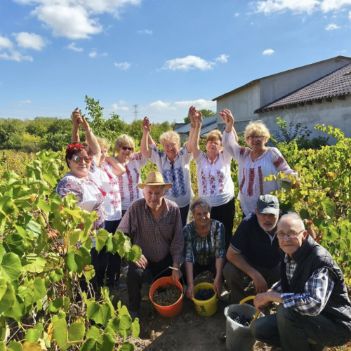 Uniunea Județeană a Pensionarilor Galați, voluntari la culesul de struguri