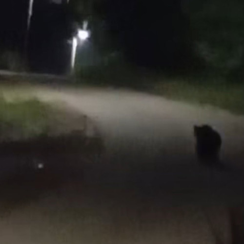 Urs surprins noaptea pe o stradă din satul Ciuguzel