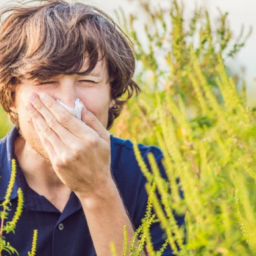 Alergia la ambrozie crește semnificativ în septembrie la Iași