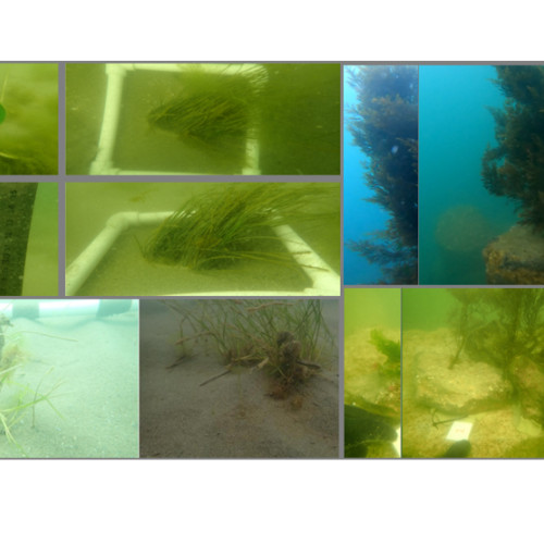 România finalizează amenajarea pajiștilor marine și recifelor artificiale pe litoralul Mării Negre