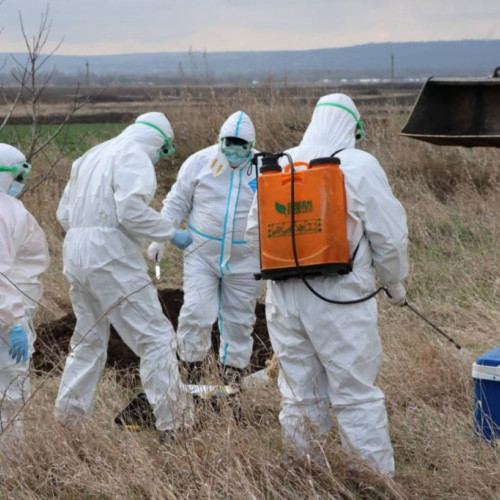 Alerte sanitare la Botoșani după confirmarea unui nou focar de rabie