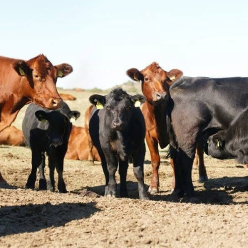 Bani grei pentru vacile Black Angus furate în Neamț