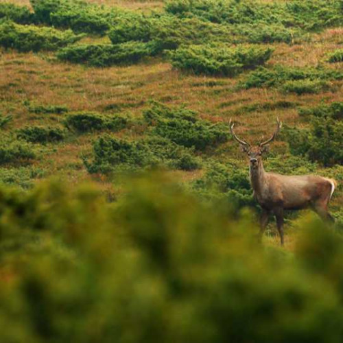 Începutul perioadei de boncănit al cerbilor în Parcul Național Defileul Jiului