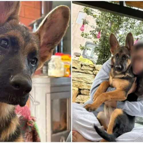 Cățelușă de trei luni dispărută în Vlaha, stăpânii oferă recompensă pentru găsire