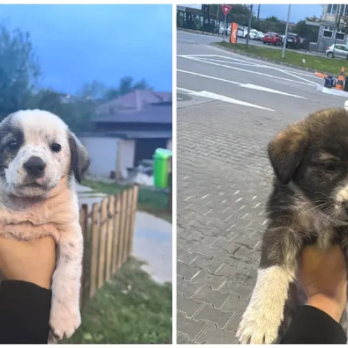 Șase cățeluși abandonați lângă Gherla caută familii iubitoare