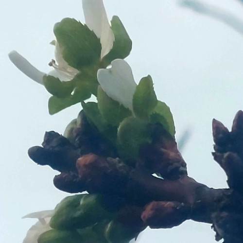 La Botoșani înflorește cireșul în septembrie, deși la munte ninge