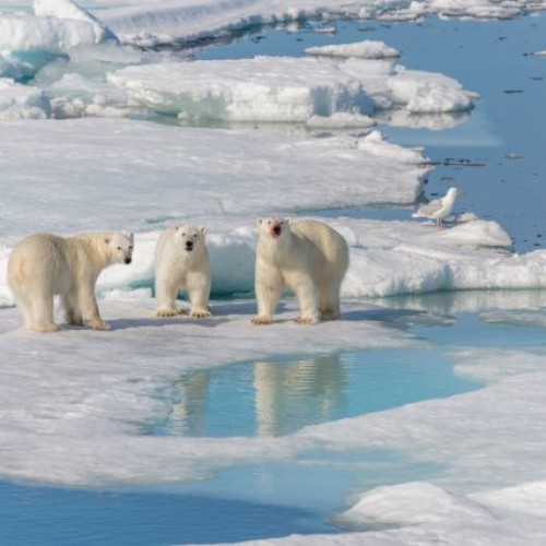 Urșii polari au ocupat o stație de cercetare sovietică abandonată în Rusia