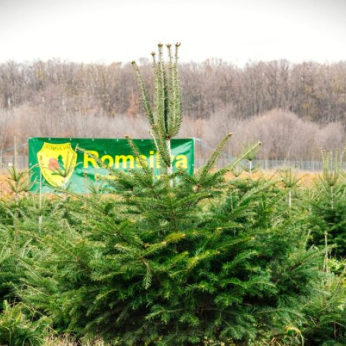 Bonusurile de pensionare la Romsilva restrânse la echivalentul unui salariu