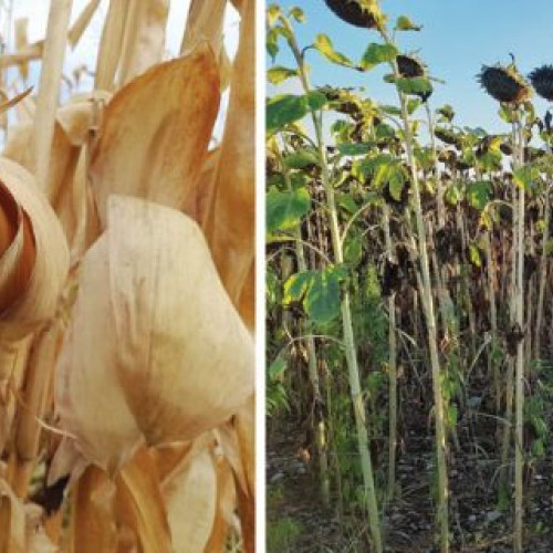 Pierderi majore la culturile de porumb și floarea-soarelui