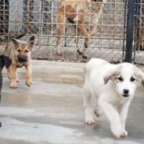 Peste un milion de câini eutanasiați în România în două decenii, FNPA cere schimbarea politicii