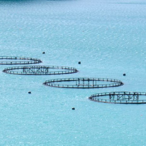 O nouă fermă piscicolă modernă va fi construită în largul Mării Negre, lângă Mangalia