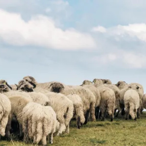 Dumitru Andreșoi, suspectat de fraudă de 2,2 milioane euro din fonduri agricole