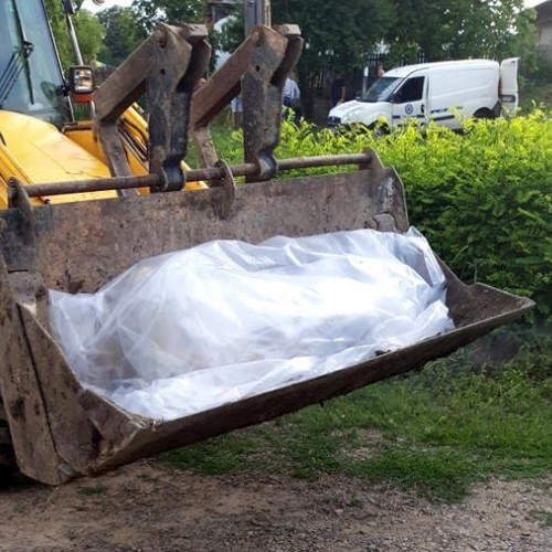 Confirmare nou focar de pestă porcină africană în județul Botoșani