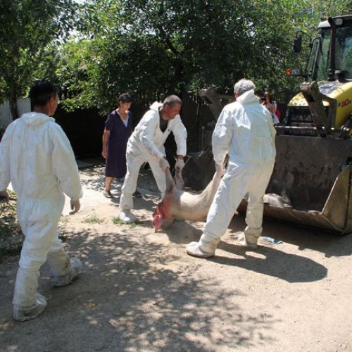 Confirmat un focar de pestă porcină africană în județul Botoșani