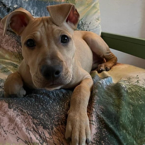 Prescripția a împiedicat condamnarea stăpânului câinilor care și-au sfâșiat cățelul în Ocna Mureș