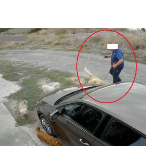 Bărbat din Constanța a agresat câinii unei vecine, conform legii protecției animalelor