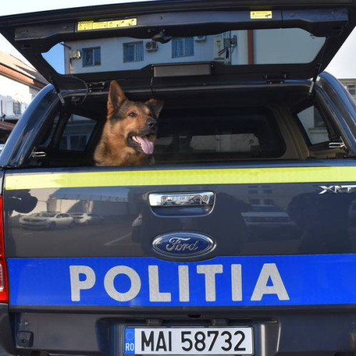 Aproape 200 de petiții primite de Poliția Animalelor în județul Dâmbovița
