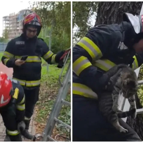 Pompierii din Cluj-Napoca au salvat o pisică blocată într-un copac
