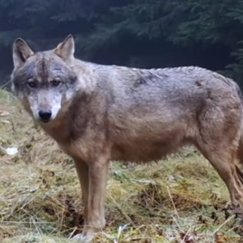 Pagube cauzate de urși și lupi în județul Brașov în creștere în 2025