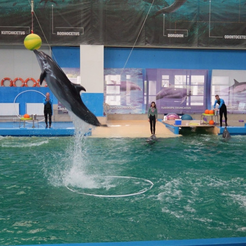Spectacolele cu delfini de la Constanța continuă și în a doua jumătate a anului 2025