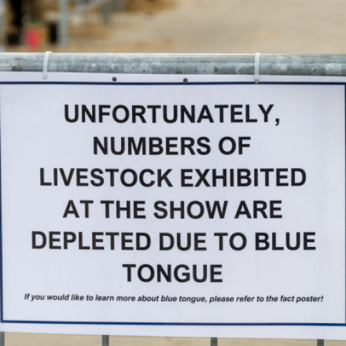 România confirmă un nou focar de boala limbii albastre la bovine în Gorj