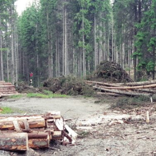 Romsilva reduce bonusul de pensionare și prioritizează lemnul de foc pentru angajații cu venituri mici