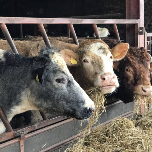 România raportează un focar de boala limbii albastre la bovine în judeţul Gorj