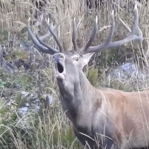 Bocănitul cerbilor, moment spectaculos surprins în Parcul Natural Apuseni
